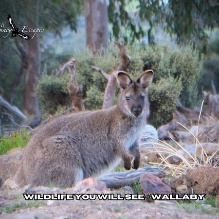 Mount Rumney Escapes - 5 Seaview Kangaroo House Extérieur photo